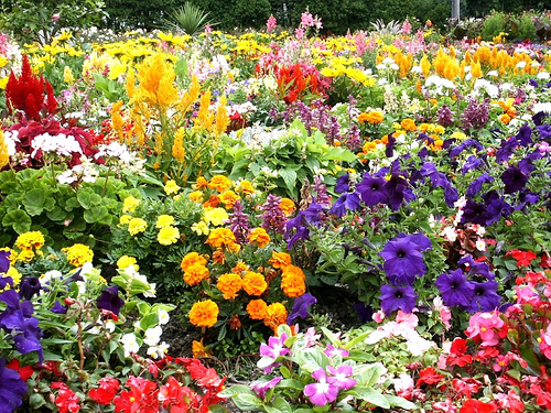 Flower gardens  31