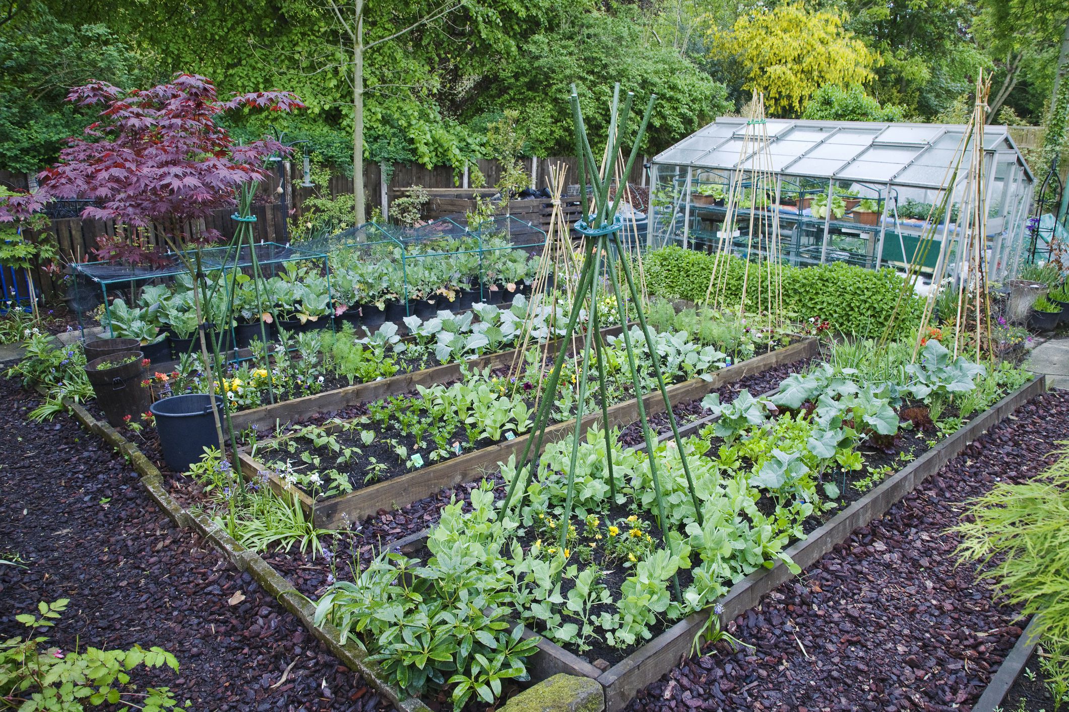 vegetable garden  65