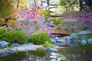 Japanese garden  98
